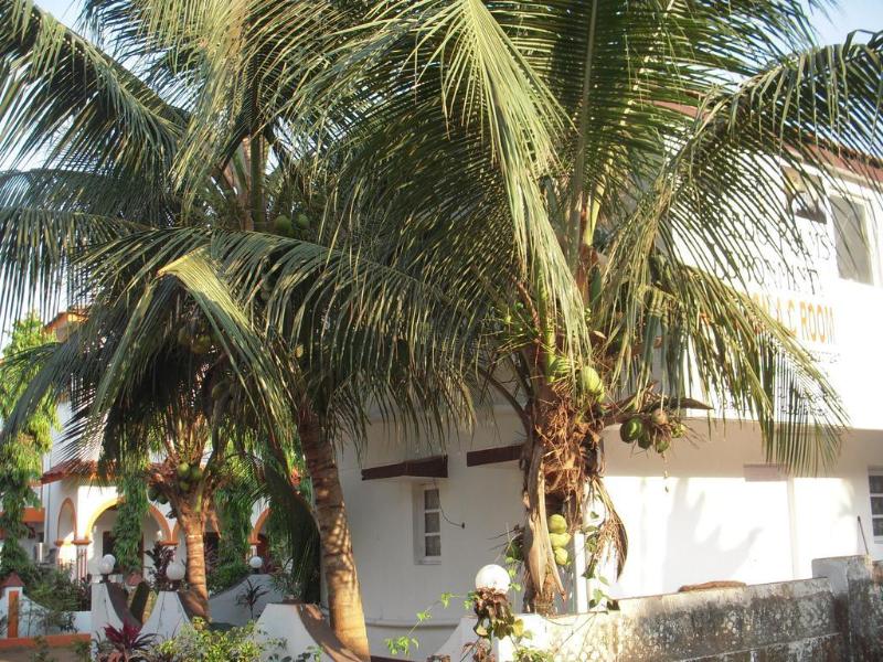 Macedo Palms Lemonmint General view