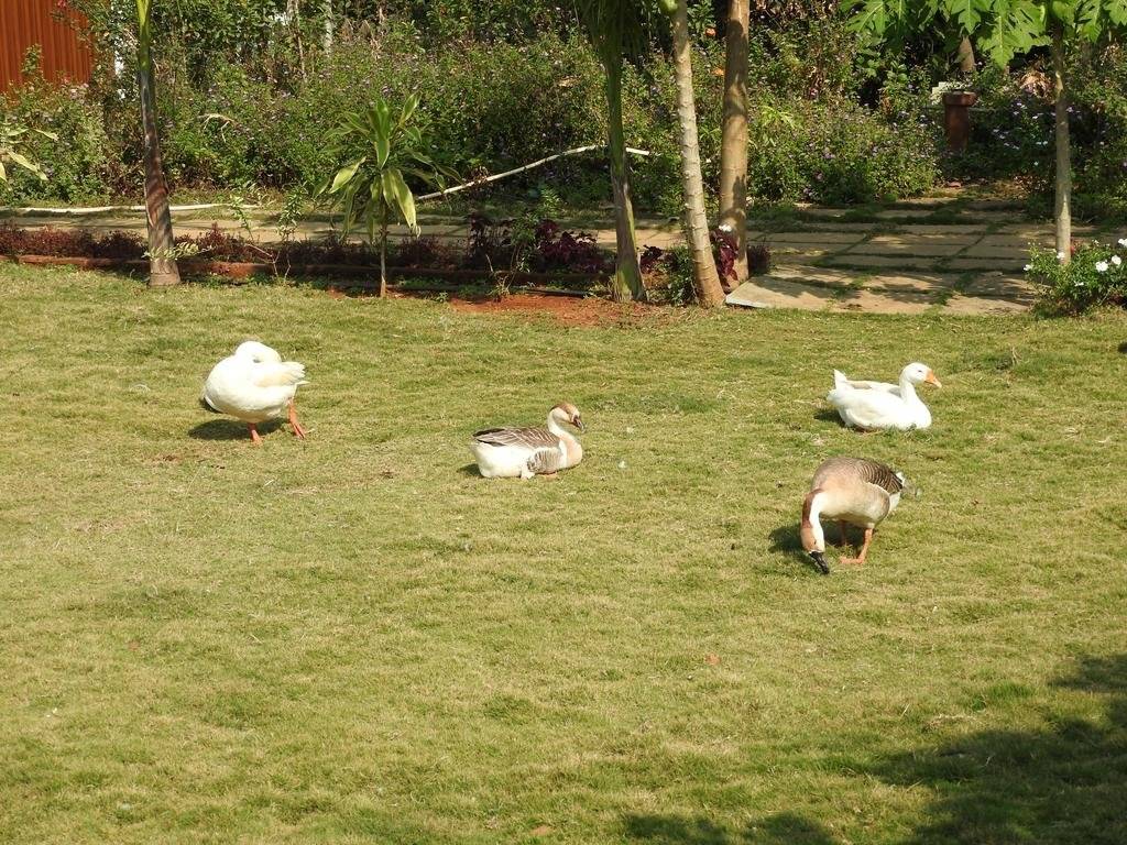Nature Leap Resort 