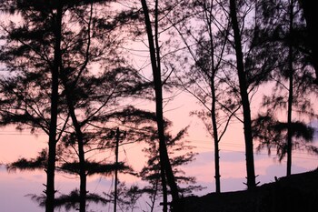 Lotus Eco Beach Resort Murud 