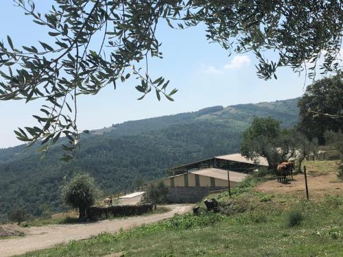 Az.agr. Il Cavalleggero 