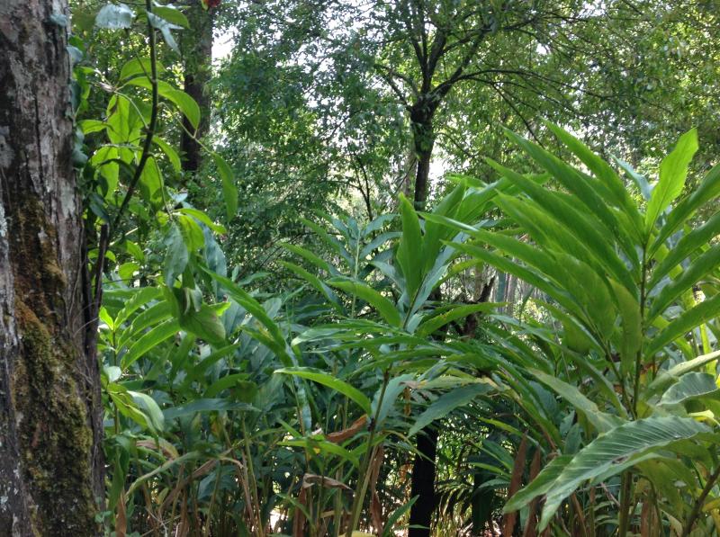 Chai Guesthouse Munnar 