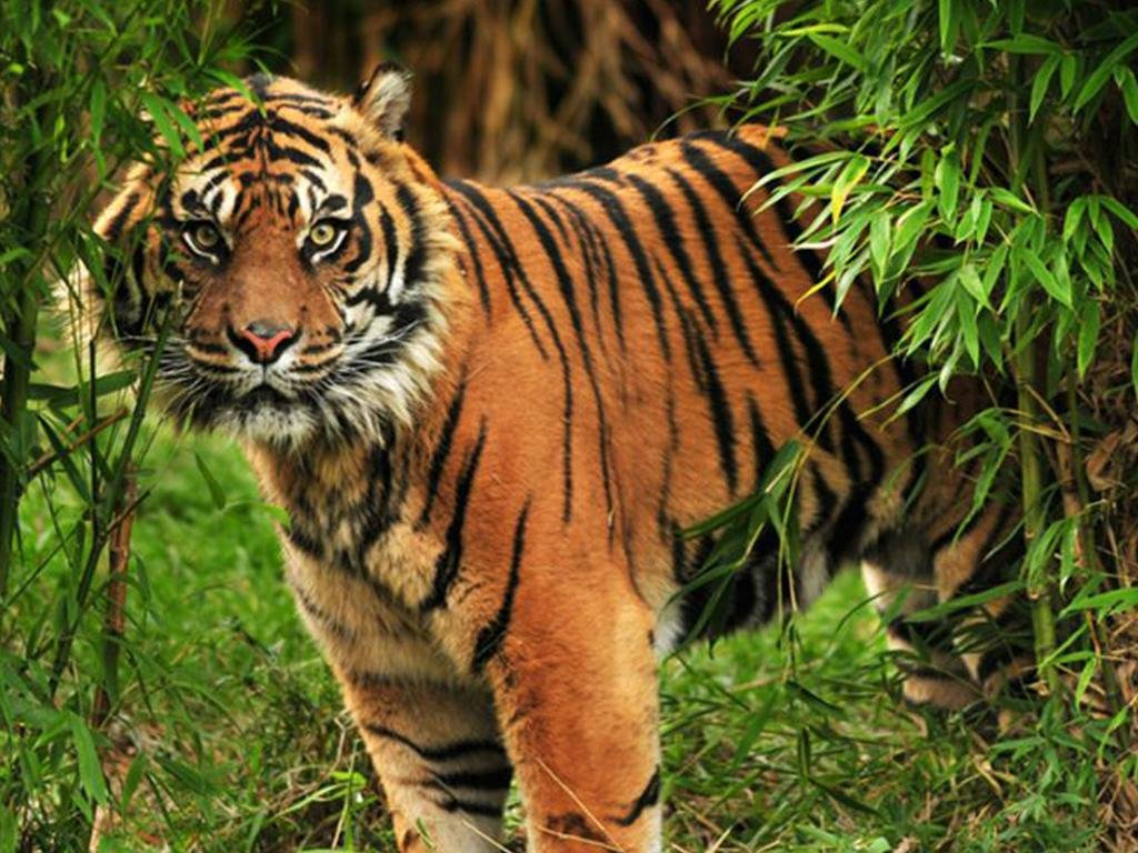 Corbett Treat Resort 