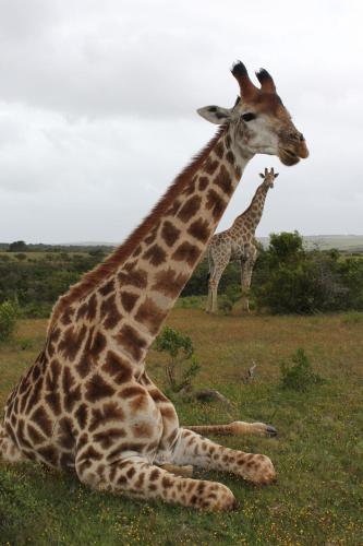 Mansfield Game Reserve 