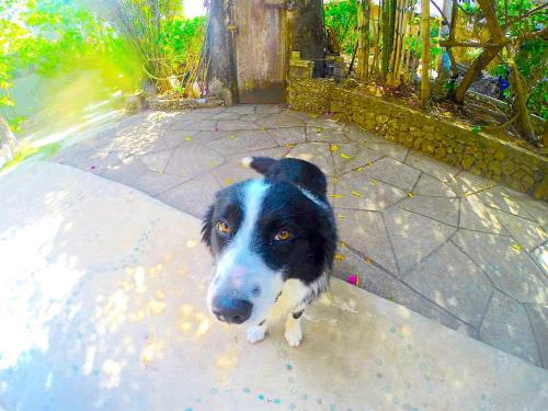Suara Ombak Cottages Bingin Beach Bali 