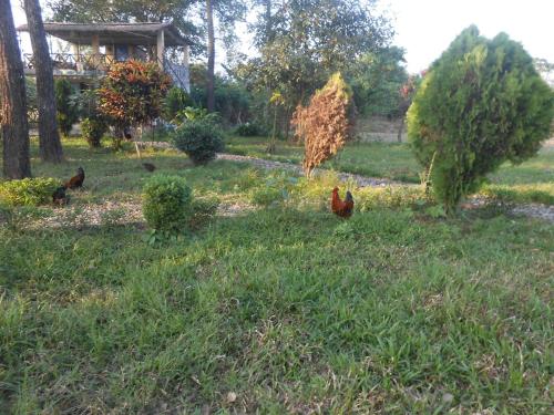 Sauraha Homestay Nepal 