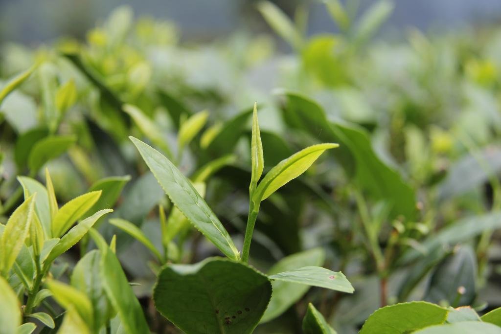 Goomtee Tea Garden Retreat 