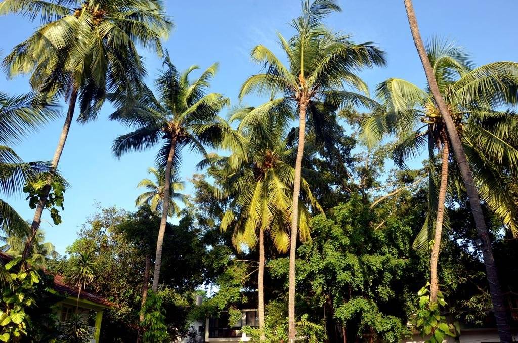 Goa Rentals Calangute 