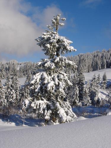 Chalet Sunneschyn 