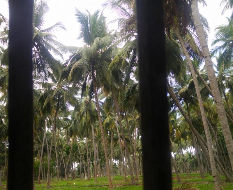 Cloud 9 Stays Mettupalayam 