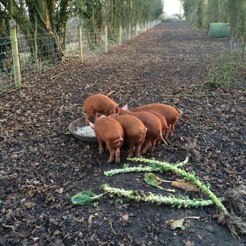 Wyvern Farm 