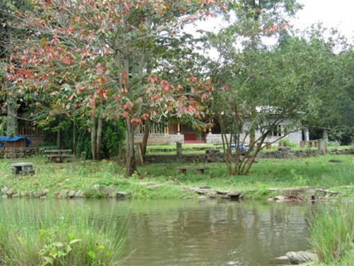 Jungle Hut 
