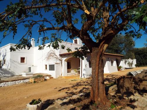 Lama Di Galizia 