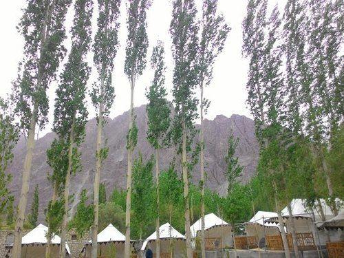 Nubra Ethnic Camp (نوبرا اتنیك كامپ) 