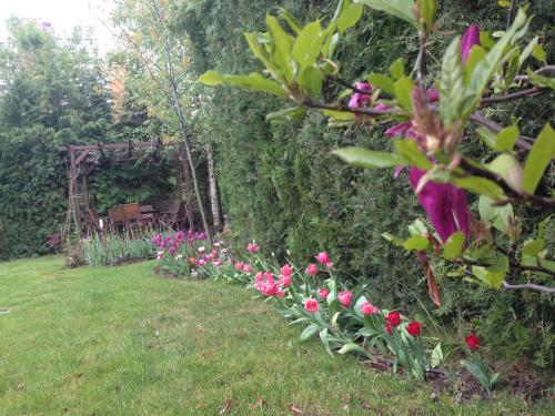 Tulips 
