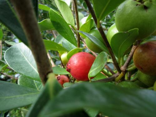 Casa Das Furnas (كاسا داس فورناس) 