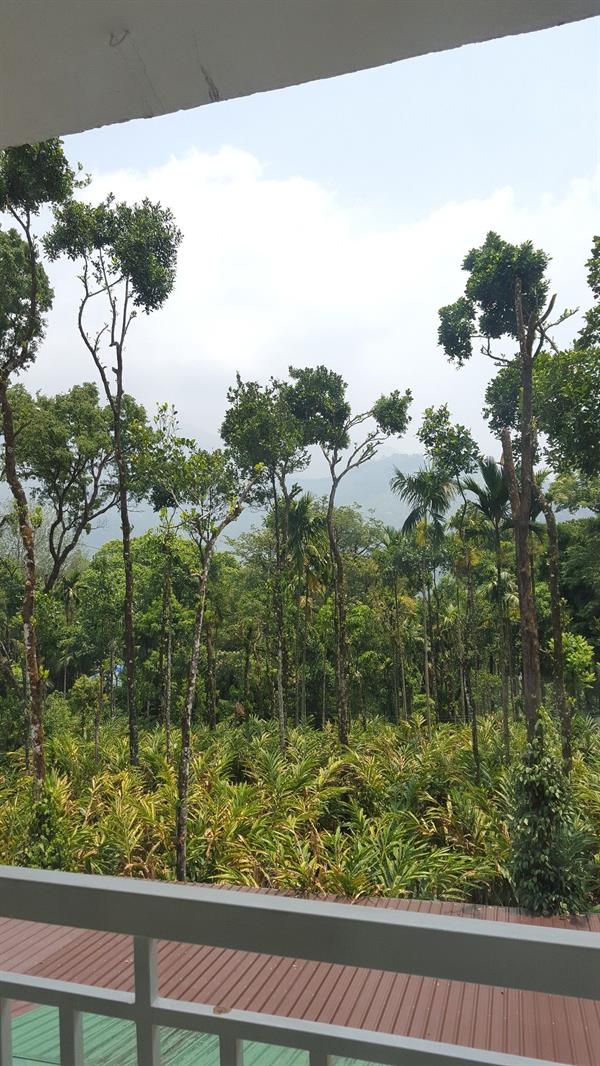 Tree Blanche Munnar 