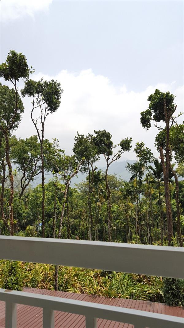 Tree Blanche Munnar 