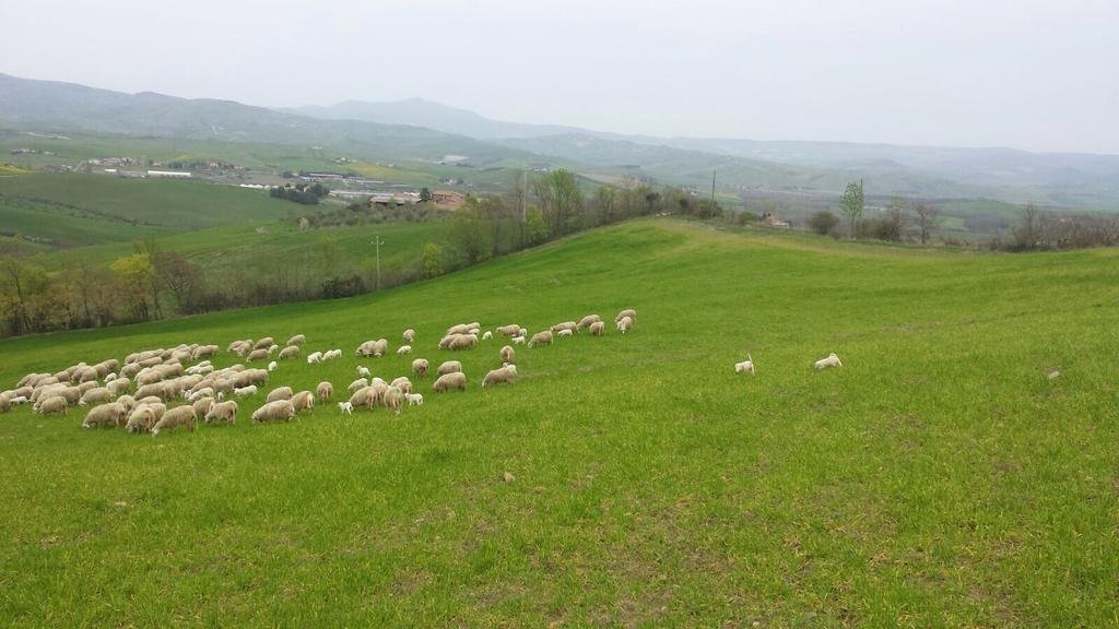 Agriturismo Sant' Ernesto 
