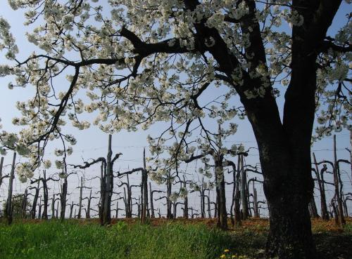 Agriturismo Domus Rustica 