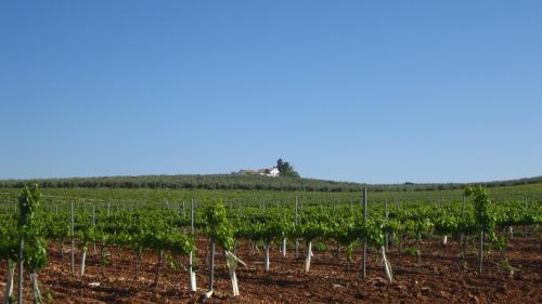 Cortijo El Pinar 