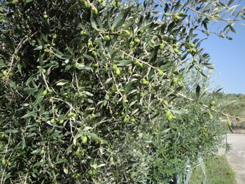 Il Poggio Del Cilento Country House Property Grounds