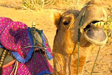 Golden Marigold Hotel 