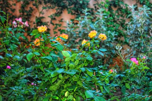 Butterfly Apartments 