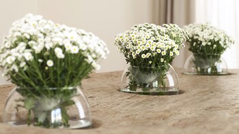 Donna Carmela Interior Detail
