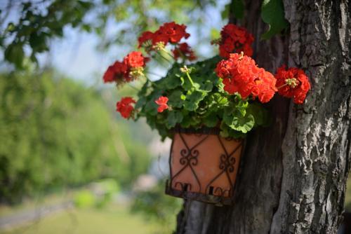 Bed And Breakfast Montino (بد اند بریكفاست مونتینو) 