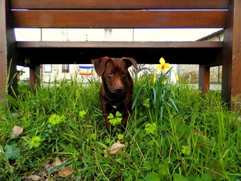 Ostello Il Gruccione Pet-Friendly