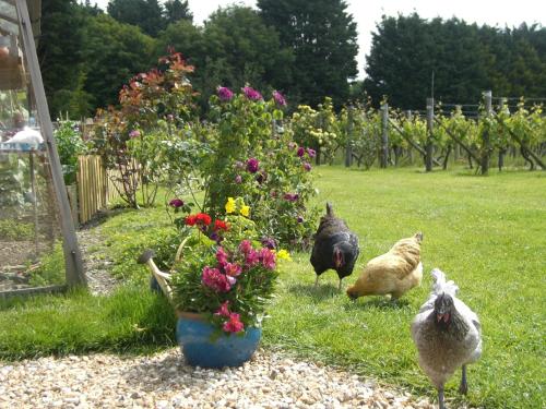 Glyndwr Vineyard 