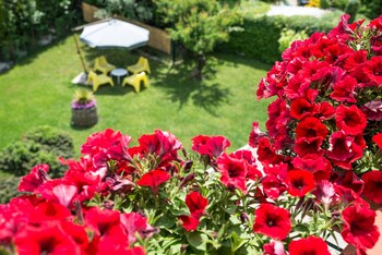 B&b Il Girasole Garden