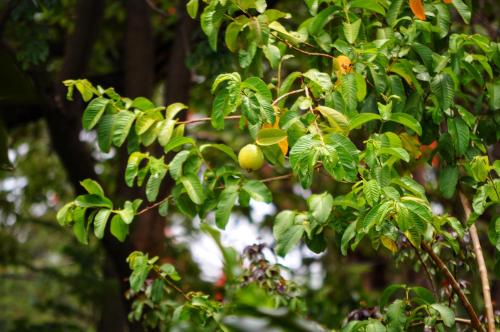 Butterfly Apartments 