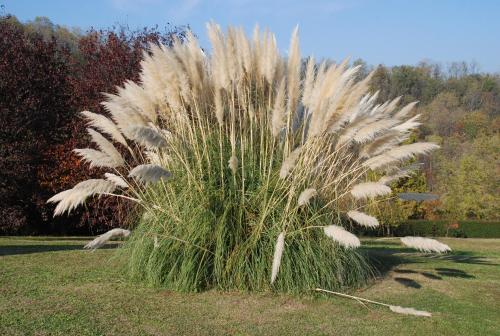 I Cipressi 