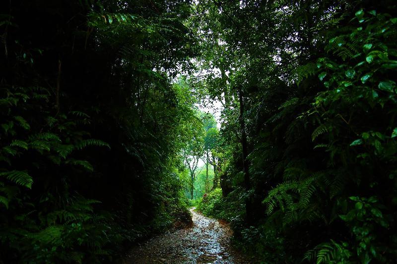 Excellency Forest Trail 