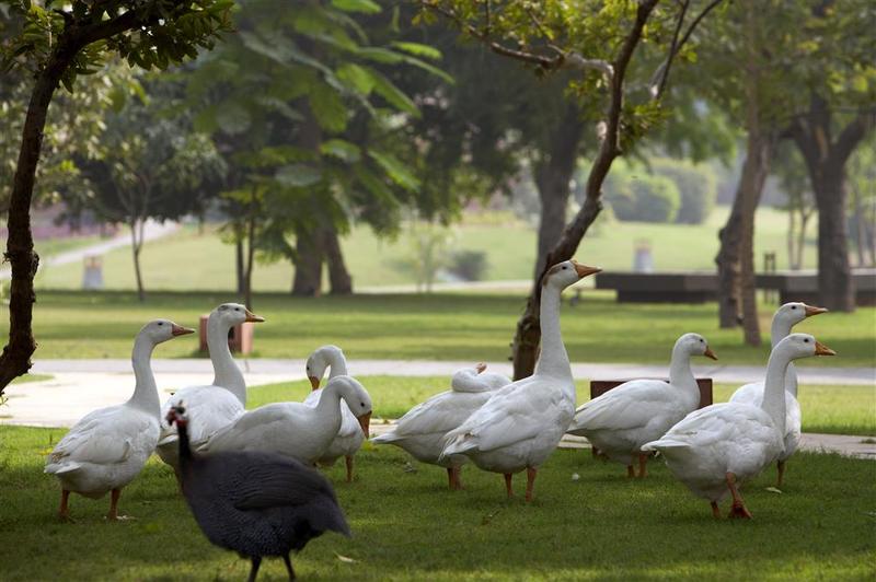 The Westin Sohna Resorts & Spa General view