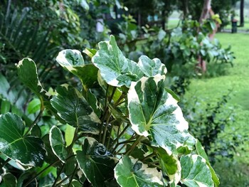 Corbett Riverside Resort Garden View
