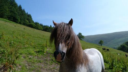 Llety Llanwrtyd 