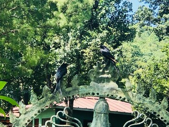 Corbett Riverside Resort Garden View