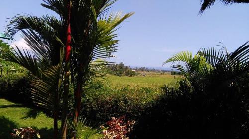 Sawah Bali 