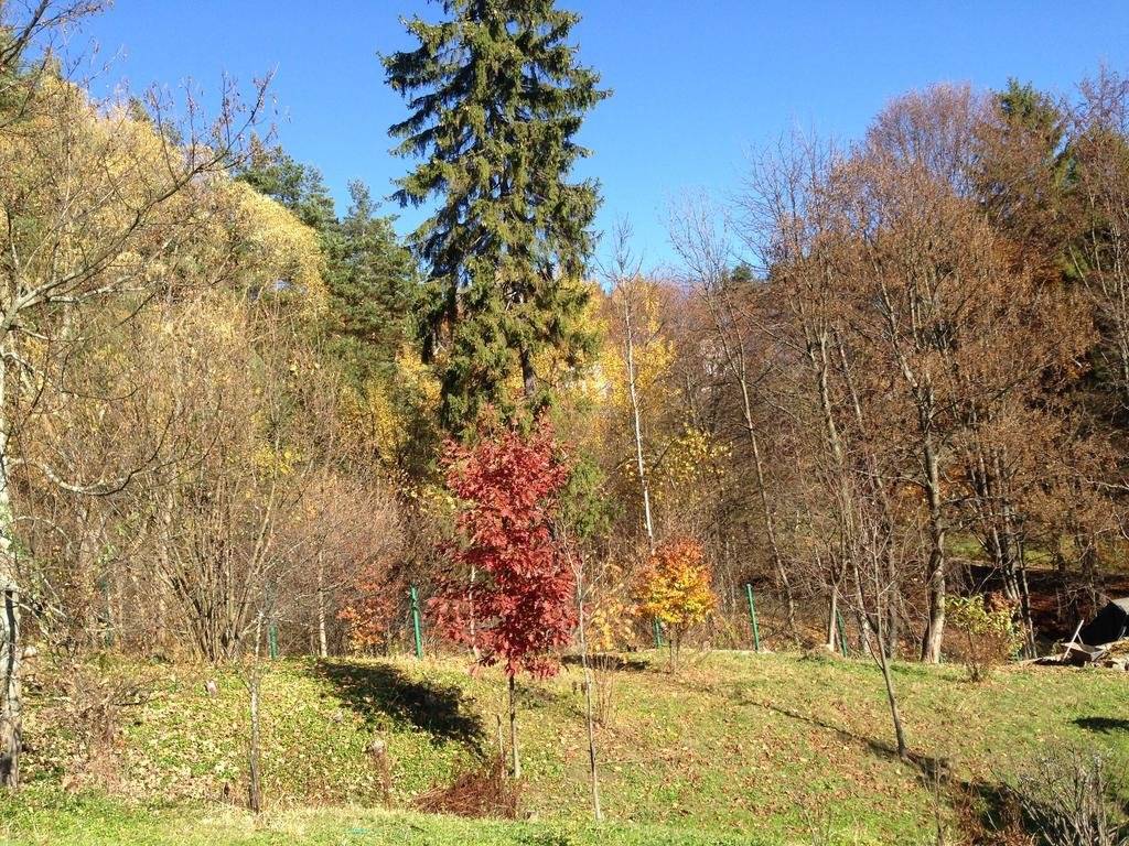Bukowy Zdroj 