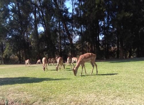 Sir Nick's Livingstone Lodge 