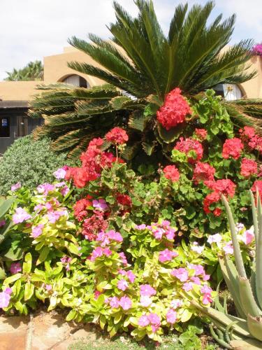 Oasis Corralejo 