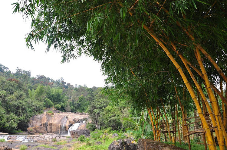 Aruvi Resort Munnar 