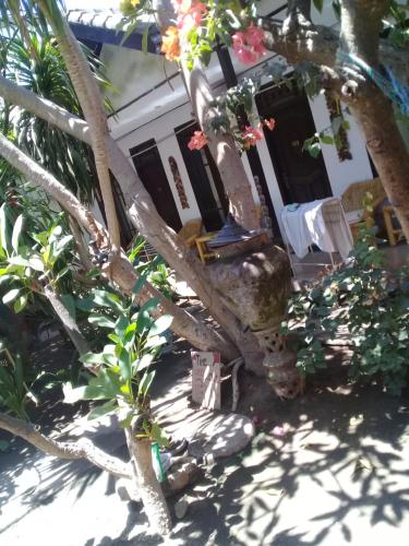 Alibaba Homestay 