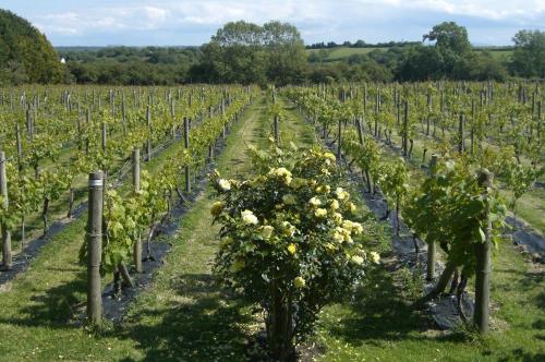 Glyndwr Vineyard 