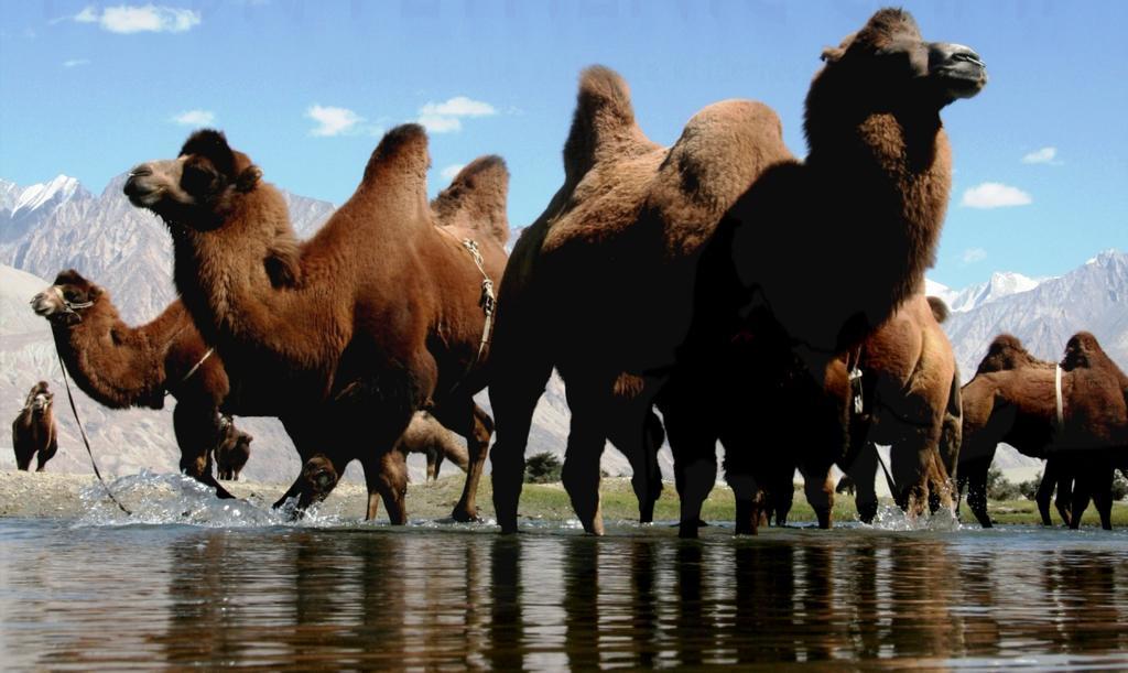 Nubra Ethnic Camp (نوبرا اتنیك كامپ) 