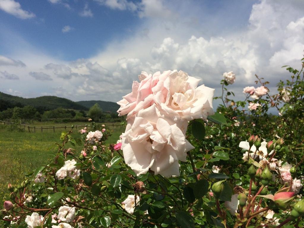 Agriturismo Palareta 