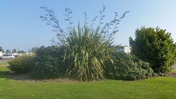 Homely Holidays Garden