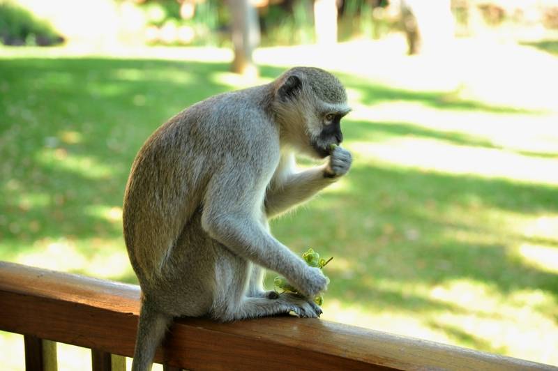 Aha The David Livingstone Safari Lodge & Spa Sports and Entertainment